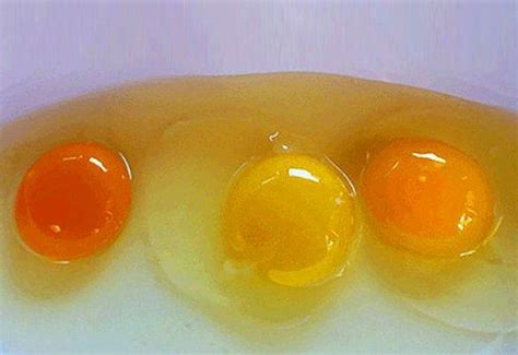 6 yumurta kaç protein